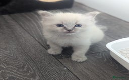 Ragdoll cats for sale: Beautiful gccf registered kittens - Image 6