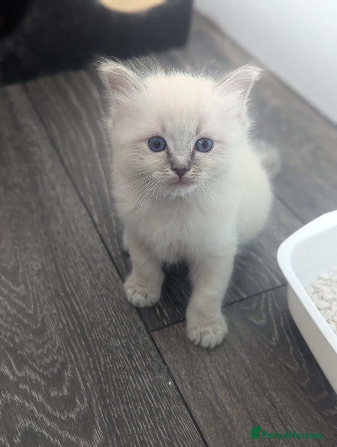 Ragdoll cats for sale: Beautiful gccf registered kittens - Image 6