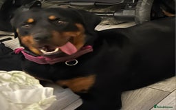 Rottweiler dogs for sale: 2yr old female rottweiler - Advert 3
