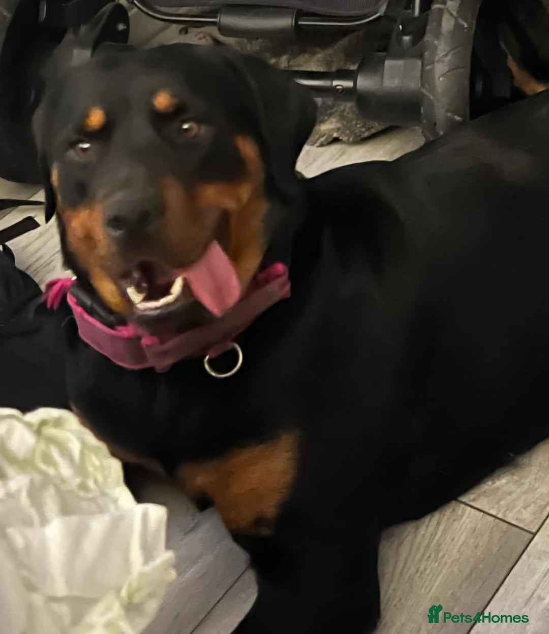 Rottweiler dogs for sale: 2yr old female rottweiler - Advert 3