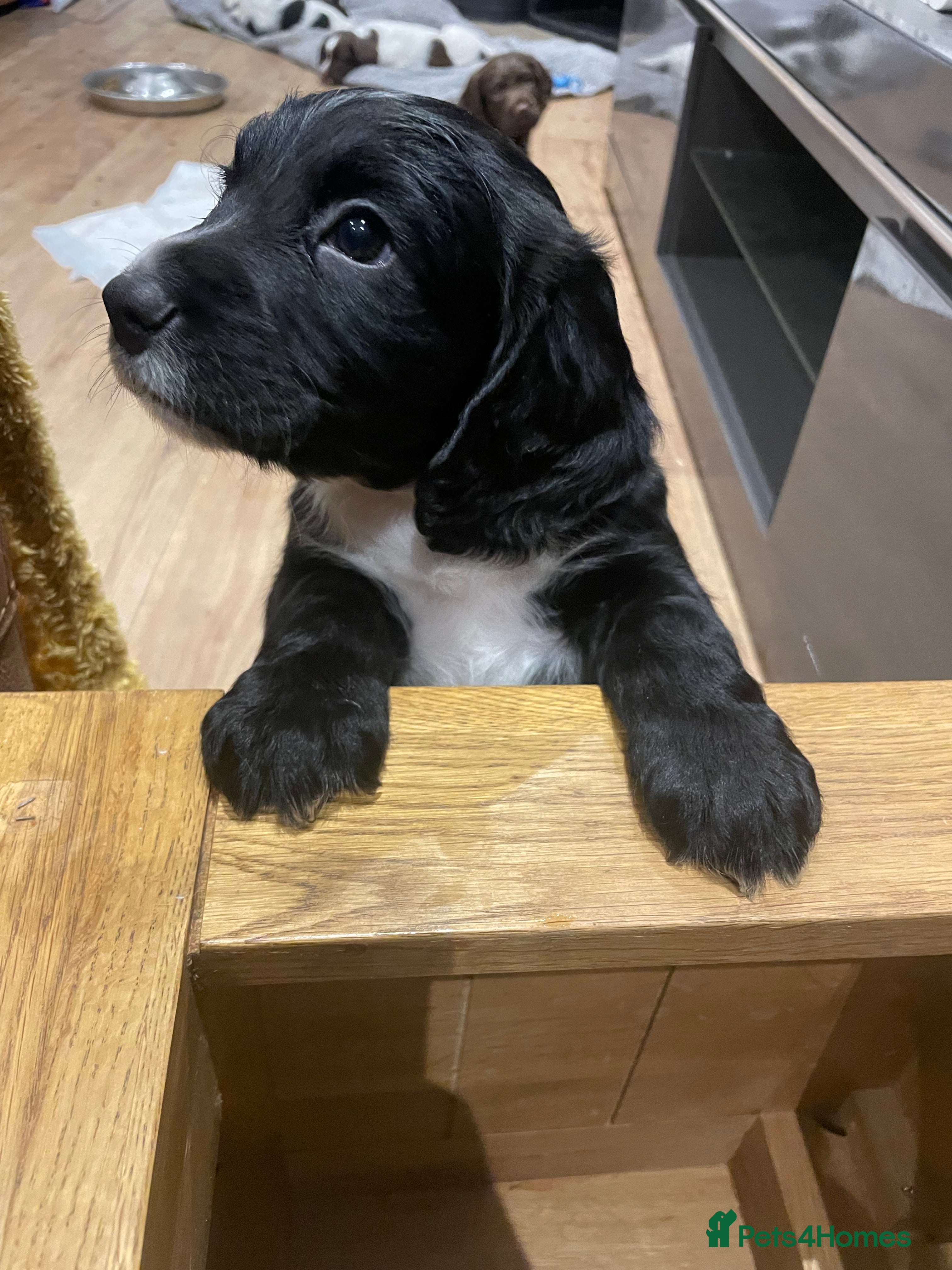 Cocker Spaniel dogs Litter of working cockers- black boy white bib - Advert 9