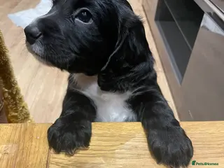 Cocker Spaniel dogs Litter of working cockers- black boy white bib - Advert 9