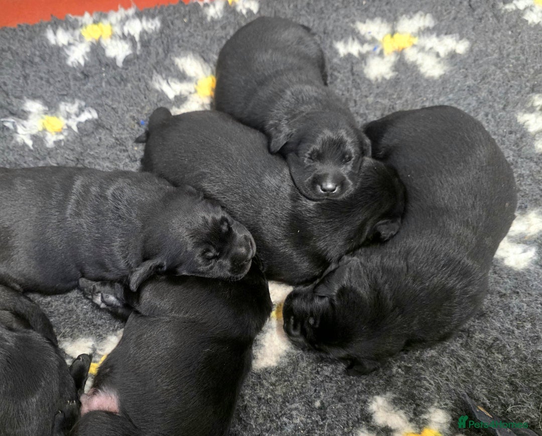 Labrador Retriever dogs for sale: Beautiful Black Labrador Puppies  - Advert 8