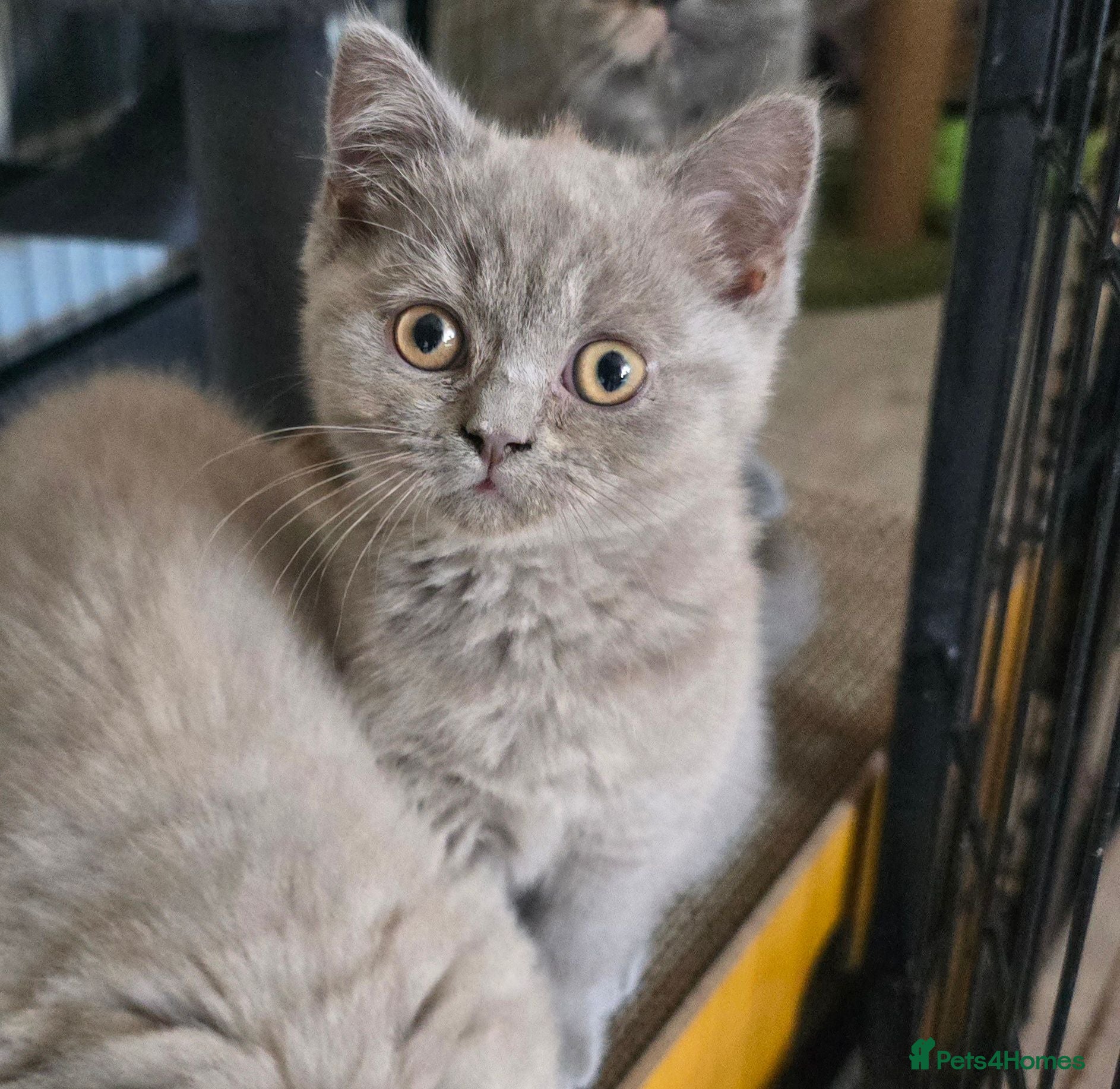 British Shorthair cats READY TO LEAVE .Last girl looking forever home 🏡  - Advert 14