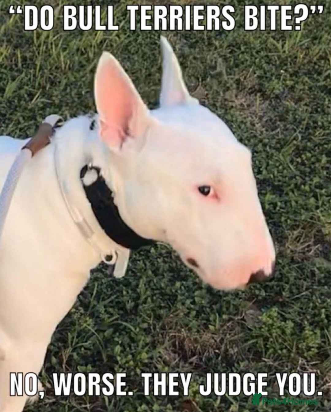 English Bull Terrier dogs for sale: English bull terrier - Image 2