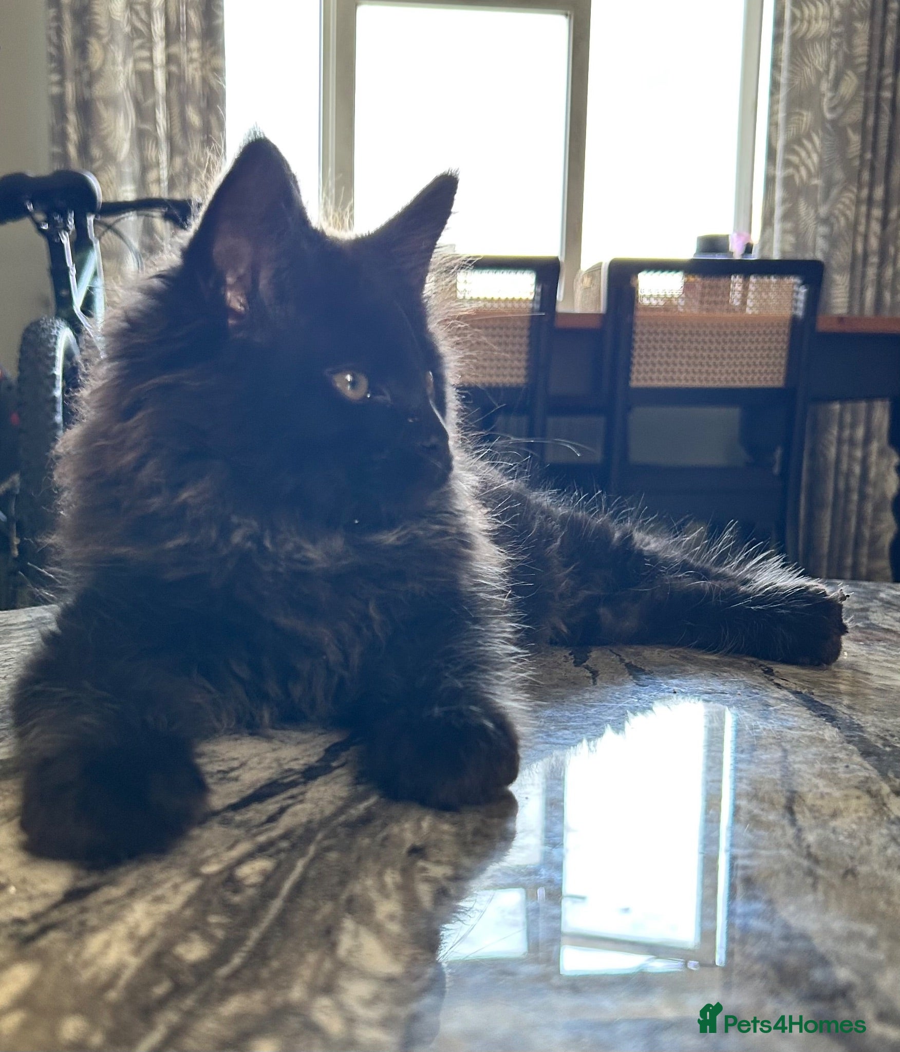 Maine Coon cats Beautiful Mainecoon kittens  - Advert 16