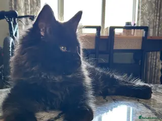 Maine Coon cats Beautiful Mainecoon kittens - Advert 16