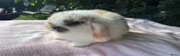 Mini Lop rabbits for sale: Beautiful mini lops for sale  - Advert 8
