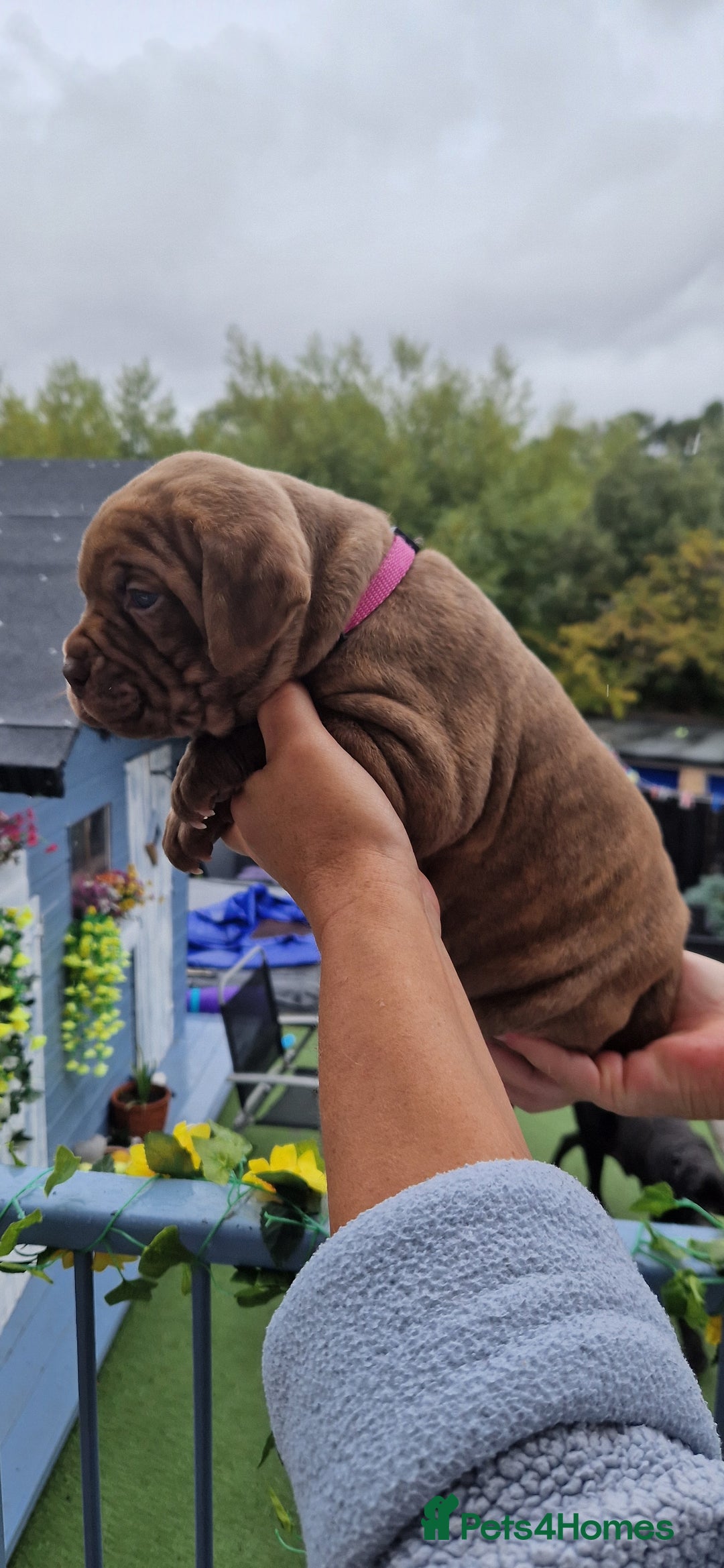Mixed Breed dogs for sale: cane corso x mastiff pups for sale - Image 5