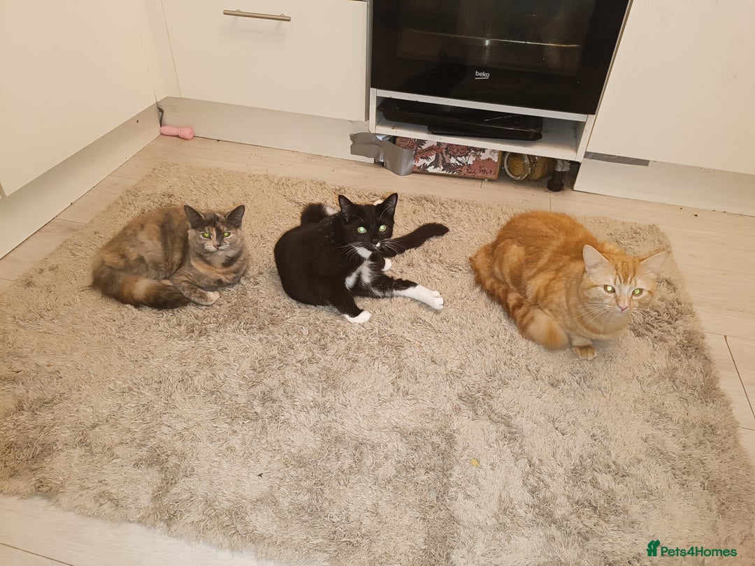 Mixed Breed cats for sale: Maine coon X ragdoll X English short haired  - Advert 1