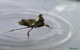 Praying Mantis invertebrates for sale: Ghost mantis  - Image 8