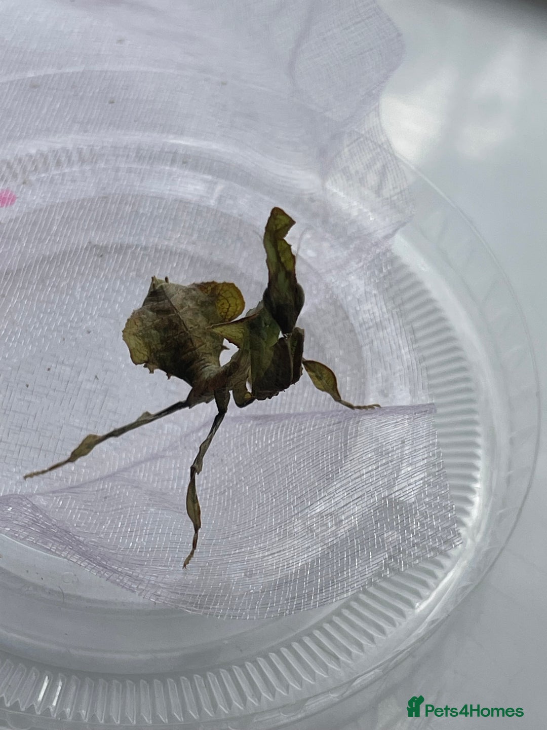 Praying Mantis invertebrates for sale: Ghost mantis  - Image 8