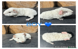 Guinea Pig rodents for sale: Purebred Teddy,Funky+smooth piggy’s (Boys+Girls) - Image 8