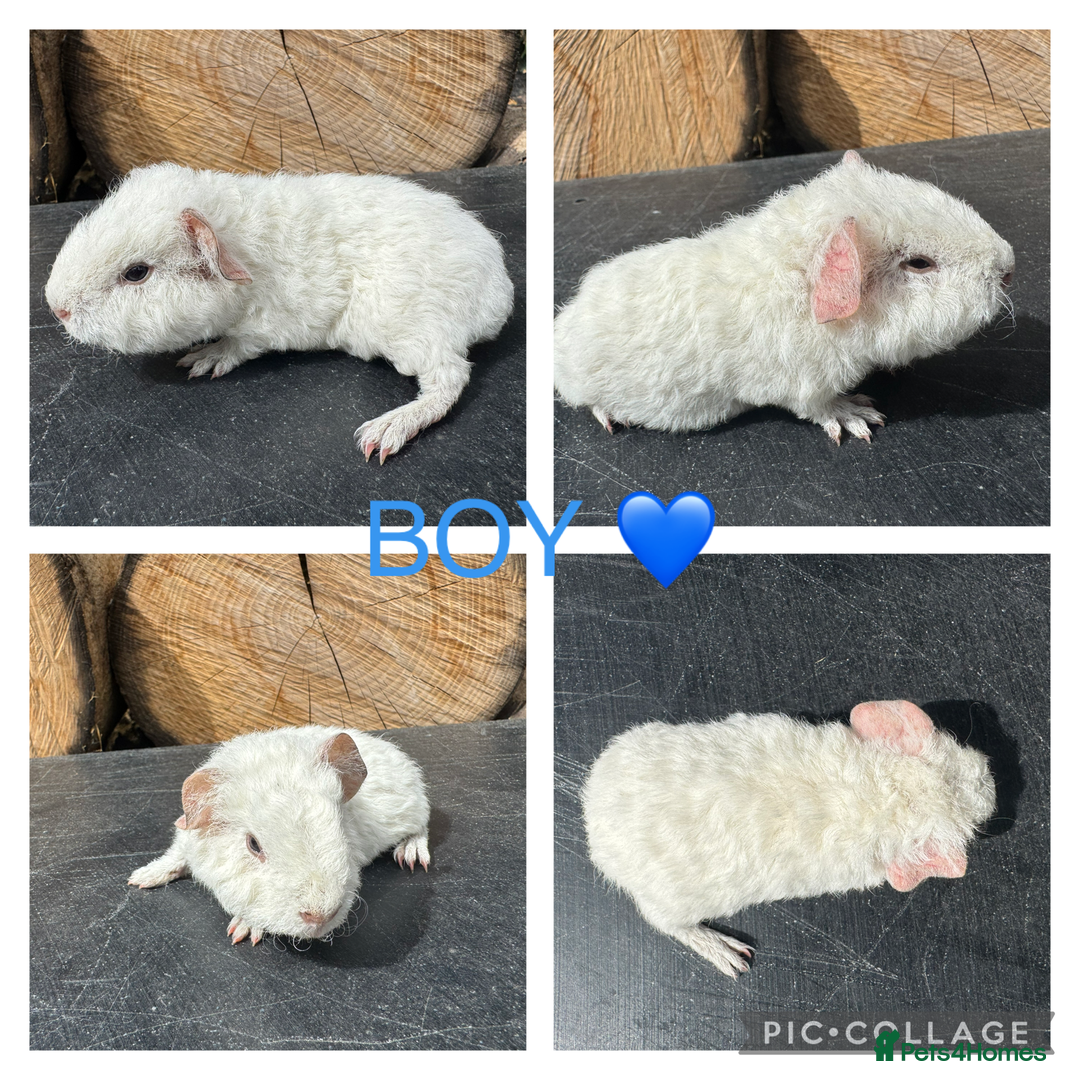 Guinea Pig rodents for sale: Purebred Teddy,Funky+smooth piggy’s (Boys+Girls) - Image 8