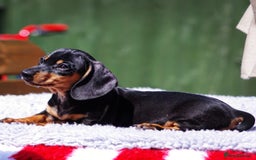 Dachshund dogs for sale: BLE TAN & BLACK TAN MINI DAX'S AVAILABLE  - Image 6