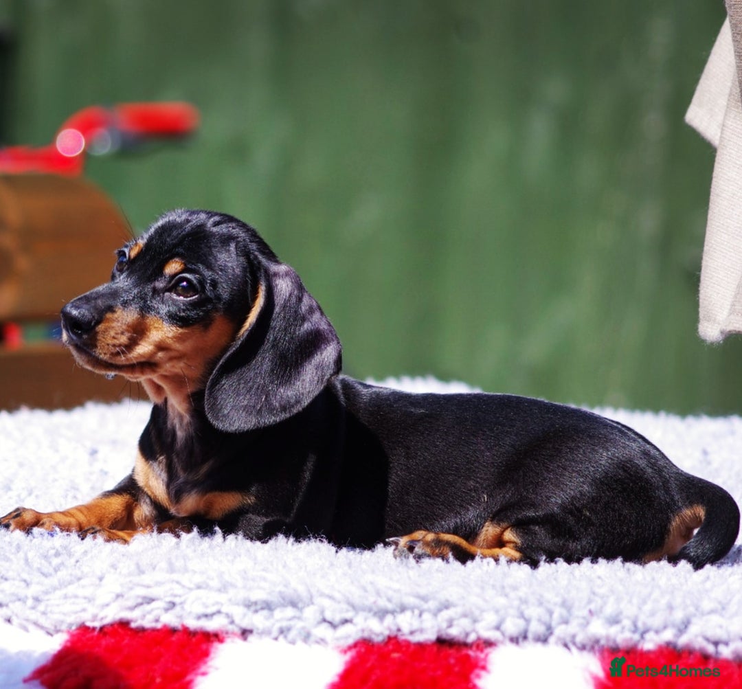 Dachshund dogs for sale: BLE TAN & BLACK TAN MINI DAX'S AVAILABLE  - Image 6