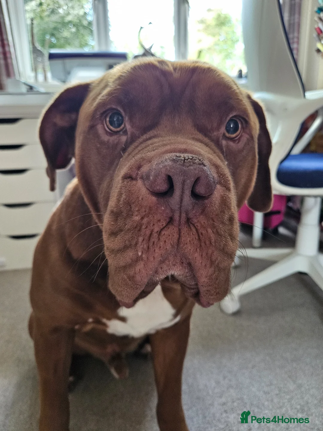 Mixed Breed dogs for sale: For Adoption  - Advert 2