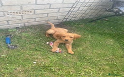 Labrador Retriever dogs for sale: Beautiful fox red lab puppies in Cambridge - Image 20