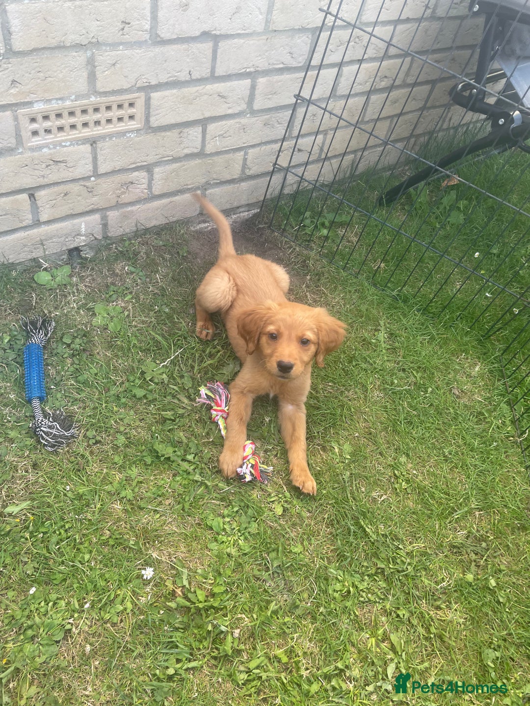 Labrador Retriever dogs for sale: Beautiful fox red lab puppies in Cambridge - Image 20