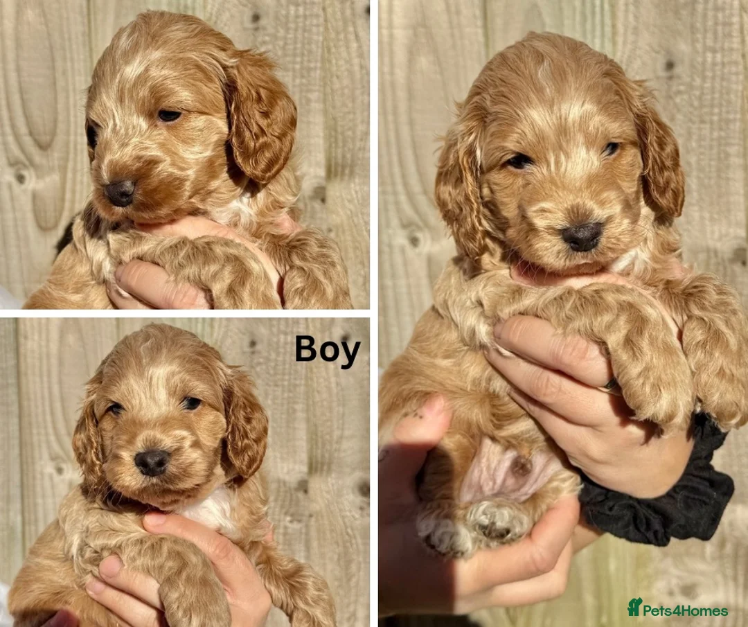Cockapoo dogs for sale: 5 x stunning cockapoo puppies - Advert 6