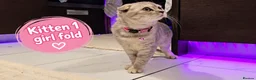 Scottish Fold cats for sale: 🐾 Beautiful Scottish Fold & Scottish Straight🐾 - Advert 23