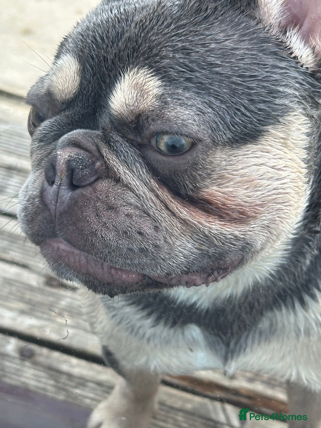 French Bulldog dogs for sale: Adorable 1-Year-Old French Bulldog – KC Registered - Image 10