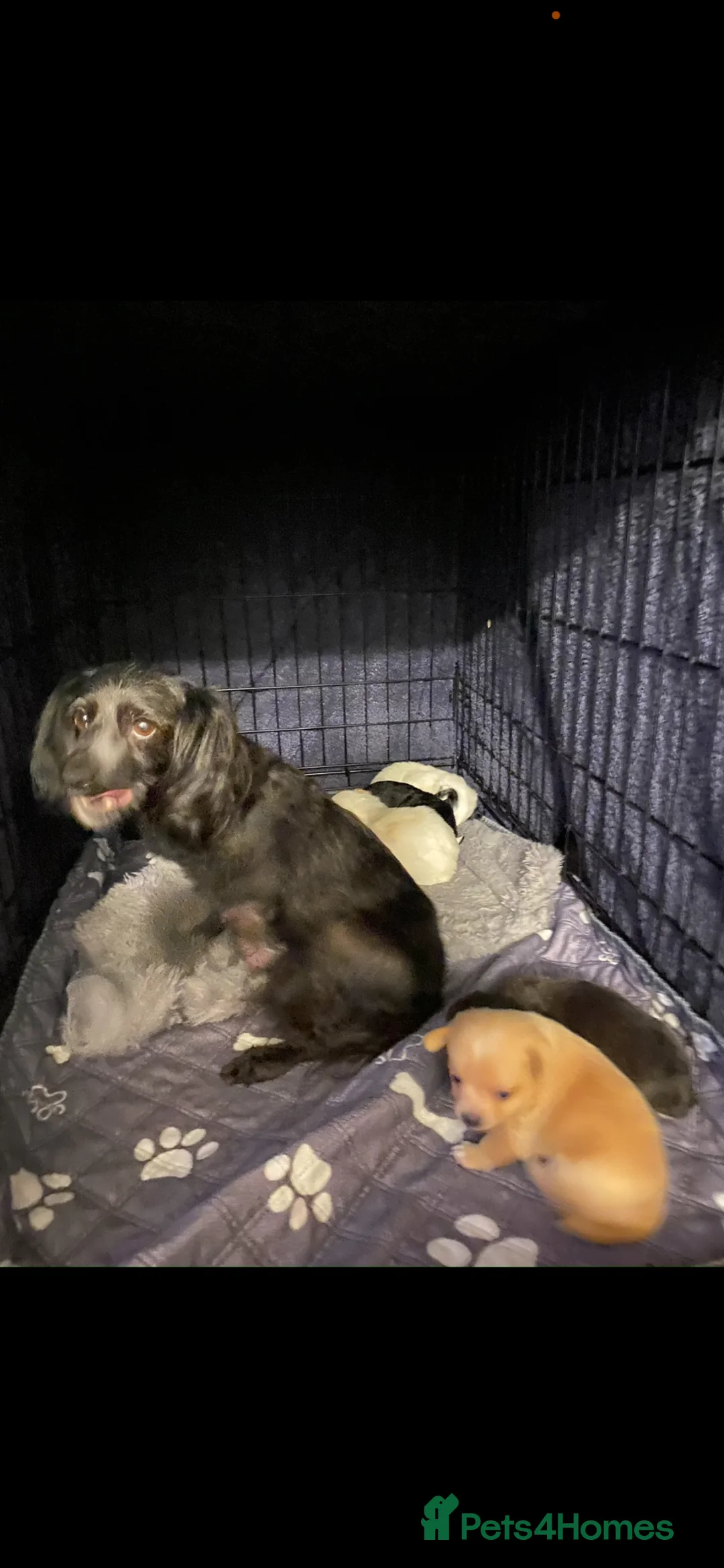 Mixed Breed dogs for sale: Pomapoo x Chihuahua puppies ready to go  - Advert 2