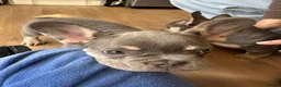 French Bulldog dogs for sale: Gorgeous French Bulldog Puppies - Ready Now⁠ - Advert 6