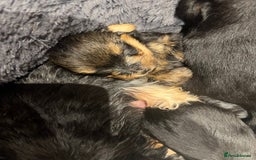 Yorkshire Terrier dogs for sale: Beautiful miniature Yorkie Biewer terriers - Image 15