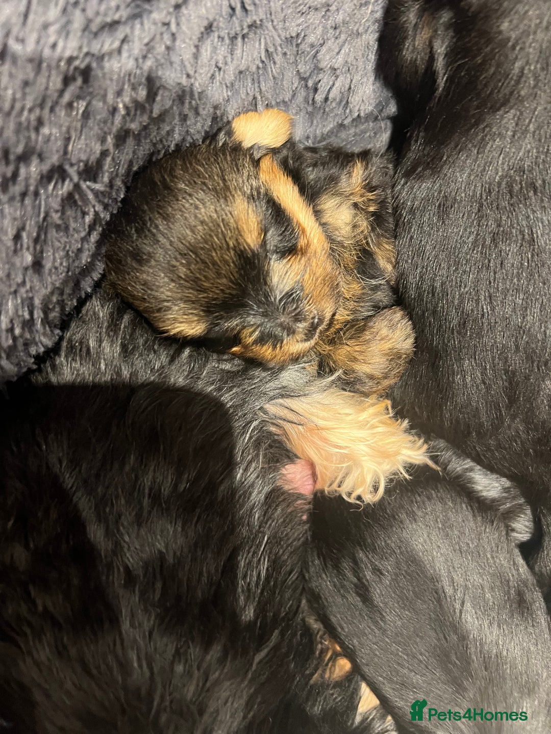 Yorkshire Terrier dogs for sale: Beautiful miniature Yorkie Biewer terriers - Image 15