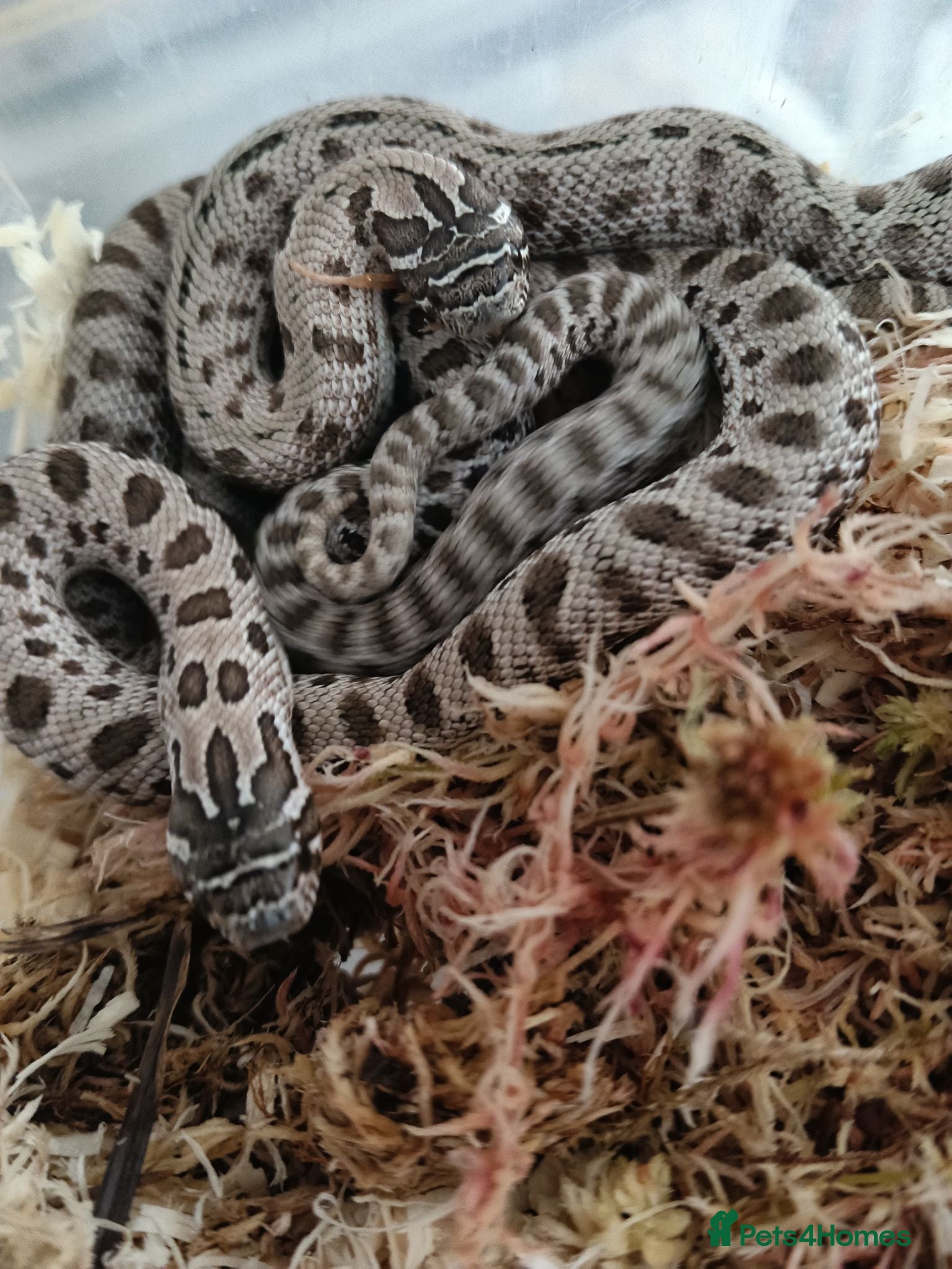 Snake reptiles Western Hognose Babies - Advert 2