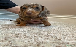 Miniature Dachshund dogs for sale: KC Registered Miniature Dachshund - 2 Boys Left! - Image 24