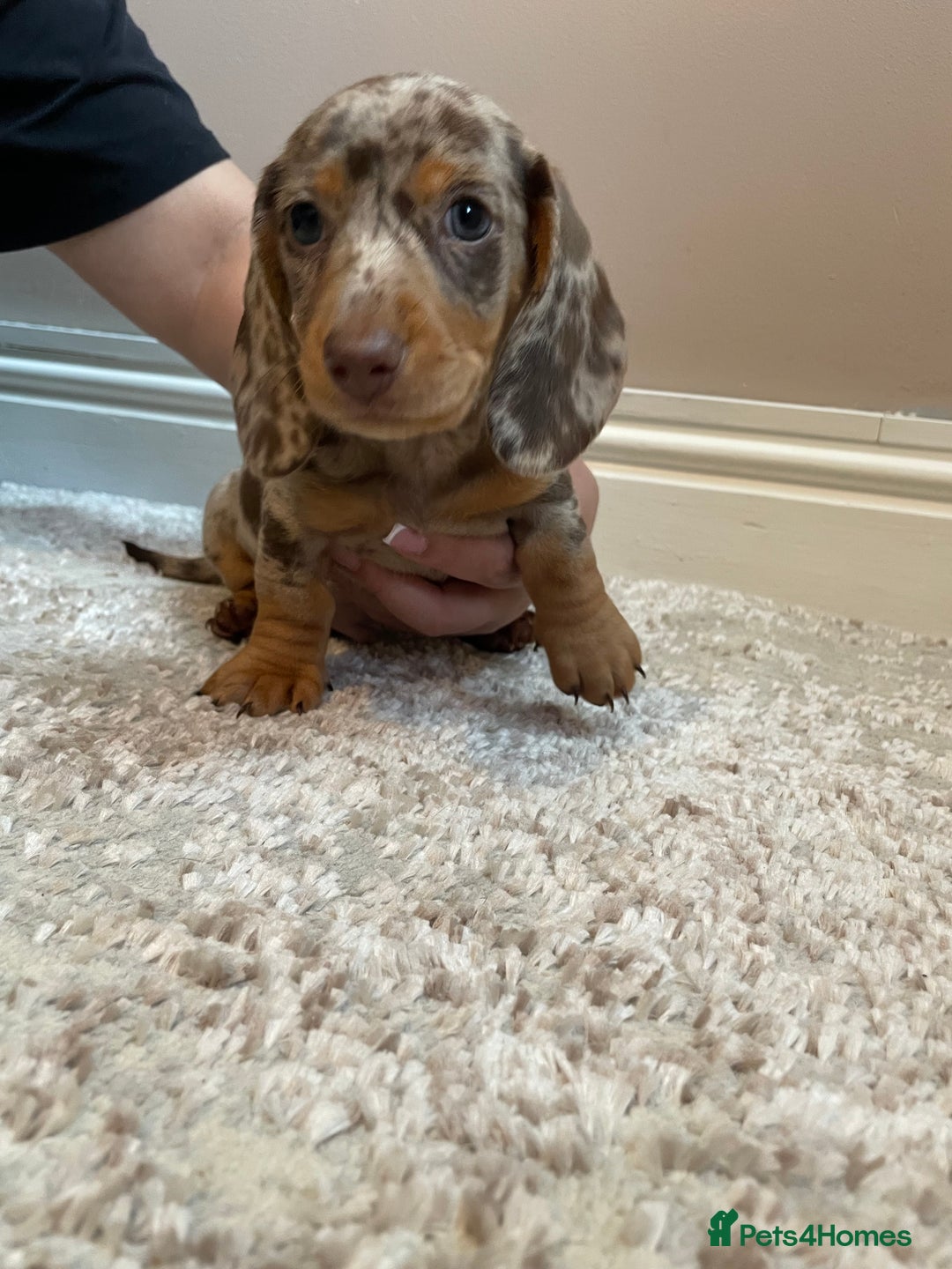 Miniature Dachshund dogs for sale: KC Registered Miniature Dachshund - 2 Boys Left! - Image 24