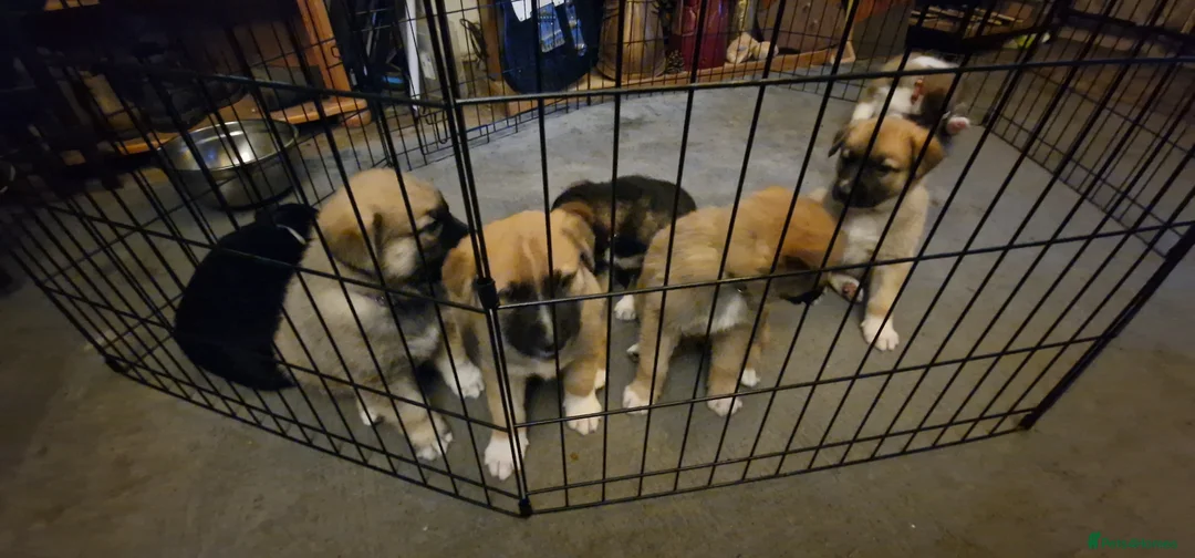 Mixed Breed dogs for sale: Caucasian Shepsky puppies for sale. - Advert 9