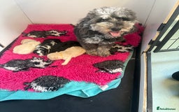 Maltipoo dogs for sale: 🤩 4 stunning male F1 Maltipoo 🤩 - Image 4