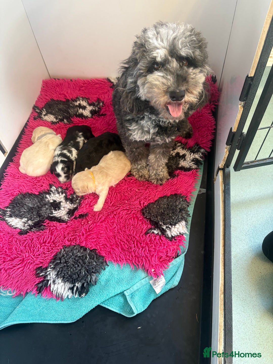 Maltipoo dogs for sale: 🤩 4 stunning male F1 Maltipoo 🤩 - Image 4