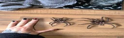Tarantulas invertebrates for sale: Mature Male Lasiodora Parahybana  in Telford - Advert 2