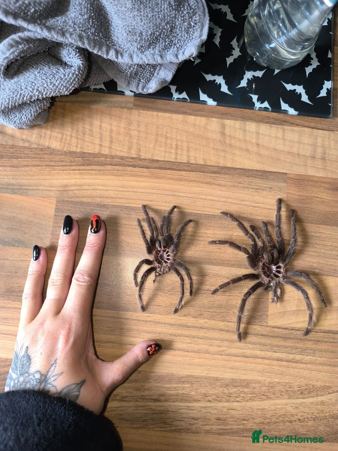 Tarantulas invertebrates for sale: Mature Male Lasiodora Parahybana  in Telford - Advert 2
