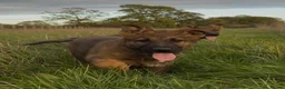 German Shepherd dogs for sale: Beautiful German shepherd x Belgian shepherd pups - Advert 14