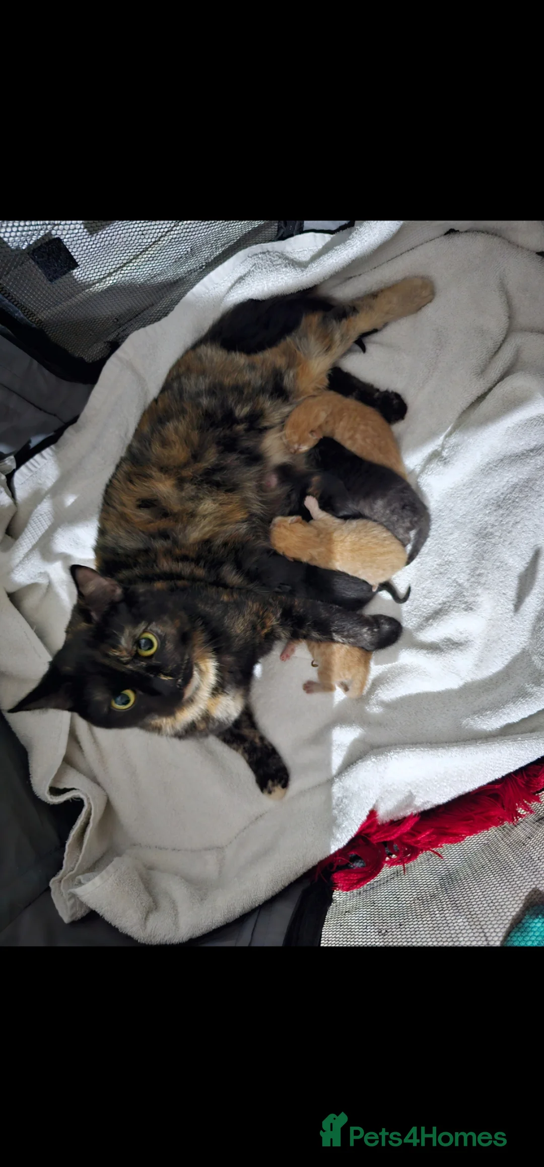 British Shorthair cats for sale: Beautiful British shorthair kittens 😸  - Advert 10