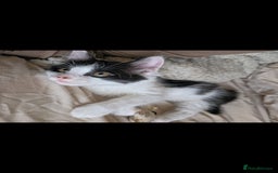 Domestic Shorthair cats for sale: 3 female kittens *READ DESCRIPTION* - Image 10
