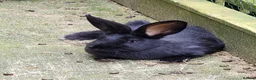 Continental Giant rabbits for sale: Reserved pending collection  - Advert 1