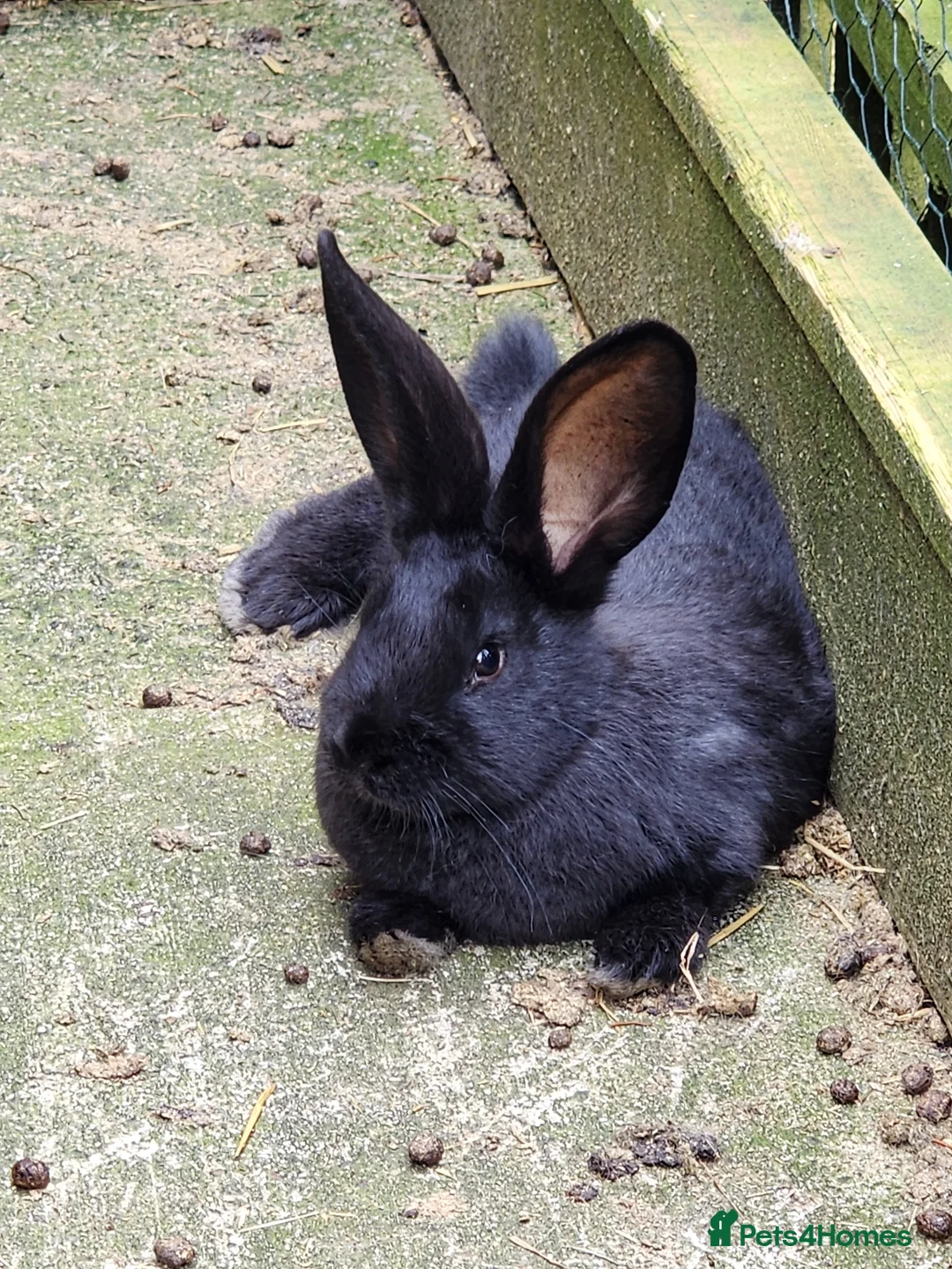 Continental Giant rabbits for sale: Reserved pending collection  - Advert 1