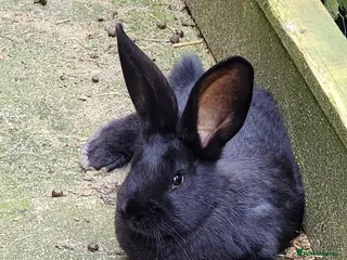 Continental Giant rabbits 1 continental giant baby left - Advert 7