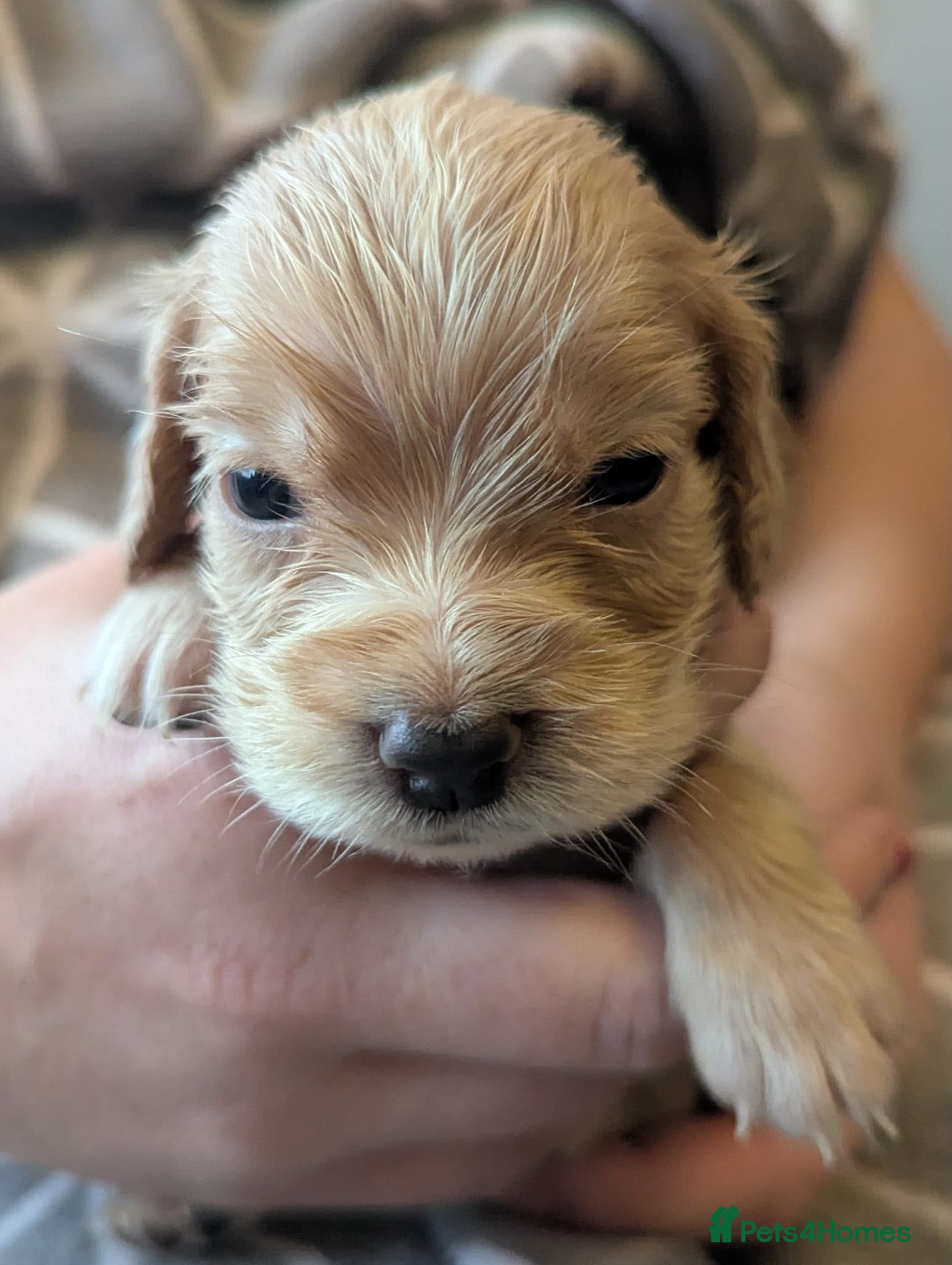 Cocker Spaniel dogs Stunning working cocker spaniel puppys - Advert 2