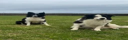 Border Collie dogs for sale: Border Collie female puppy (1 left) - Advert 13