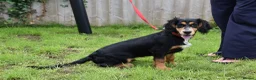 Cocker Spaniel dogs for sale: 5 Months Old Male Working Cocker KC Reg - Advert 18