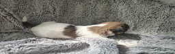 Mixed Breed dogs for sale: Jackawawas  in Bristol - Advert 27