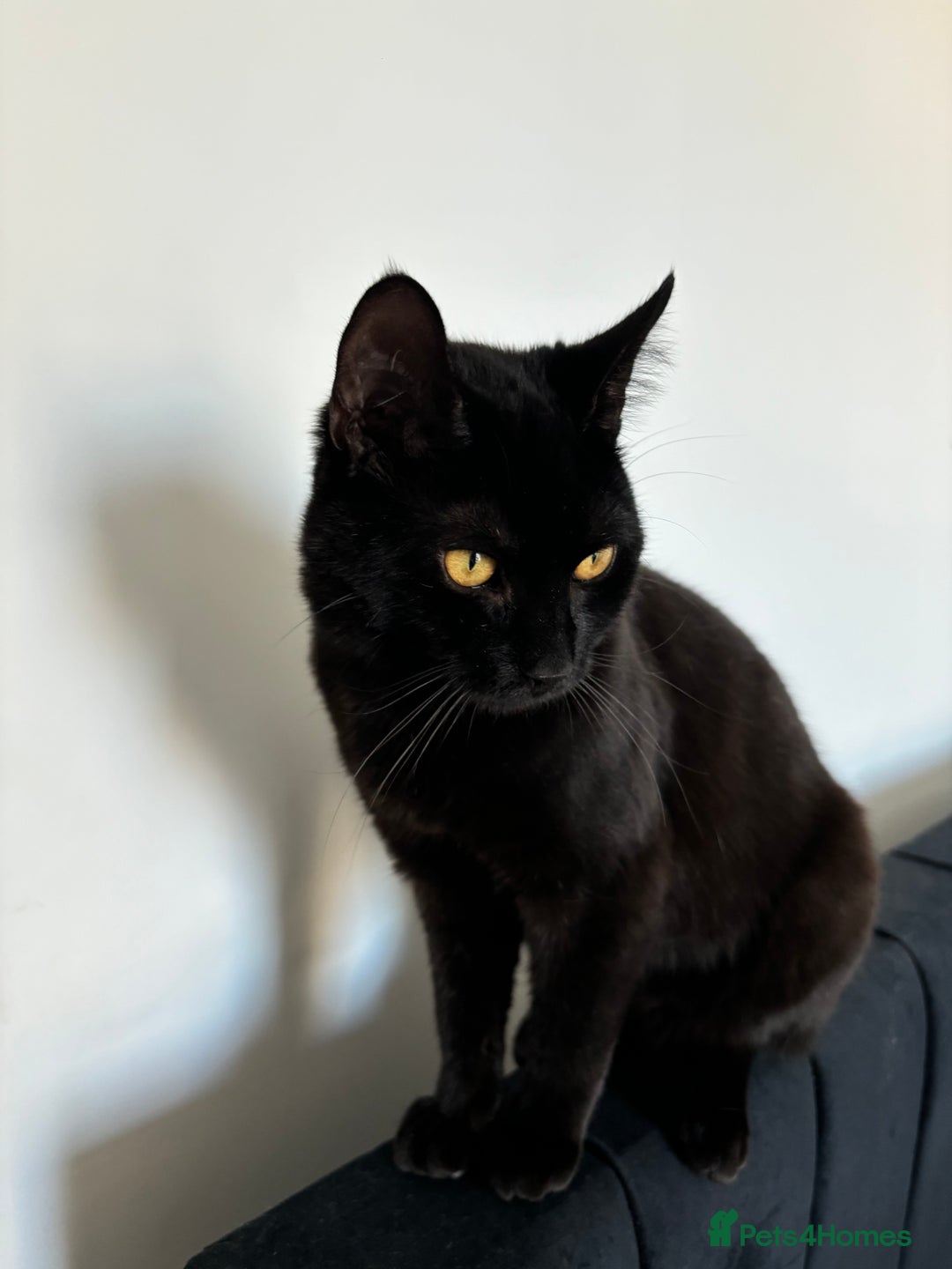 Bombay cats for sale: Our beautiful cat Marni looking for his new home - Image 2