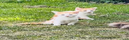 Mixed Breed cats for sale: Beautiful Playful  Kitten Ready for Loving Home - Advert 3